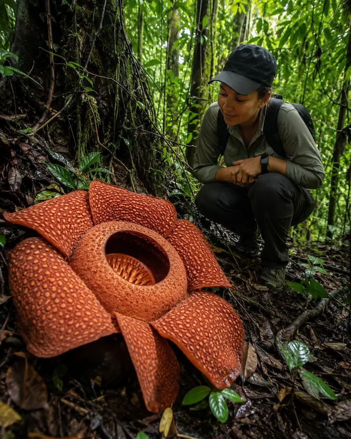 Taman Negara rainforest trails and river experiences